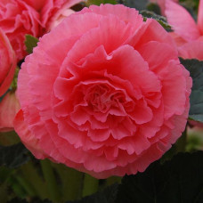 Бегонія бульбова Amerihybrid Ruffled Pink, 100 шт, PanAmerican