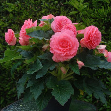 Бегонія бульбова Amerihybrid Ruffled Pink, 25 шт, PanAmerican