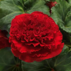 Бегония клубневая Amerihybrid Ruffled Red