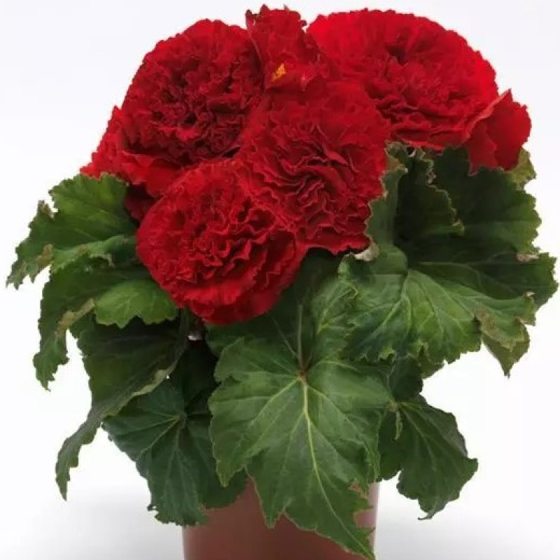 Бегония клубневая Amerihybrid Ruffled Red