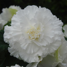 Бегония клубневая Amerihybrid Ruffled White