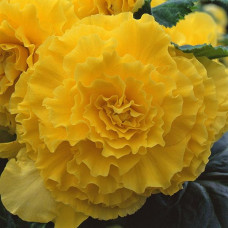 Бегония клубневая Amerihybrid Ruffled Yellow