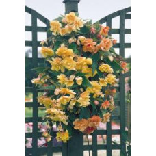 Бегонія бульбова Illumination®: Apricot Shades, 1000 шт, Benary