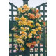 Бегонія бульбова Illumination®: Apricot Shades, 50 шт, Benary