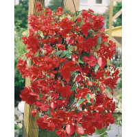 Бегонія бульбова Illumination®: Rose, 10 шт, Benary