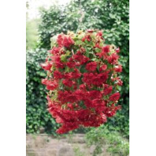 Бегонія бульбова Illumination®: Scarlet, 10 шт, Benary