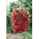 Бегонія бульбова Illumination®: Scarlet, 10 шт, Benary