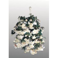 Бегонія бульбова Illumination®: White, 10 шт, Benary