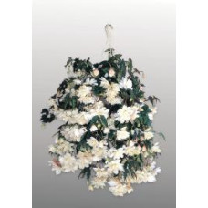 Бегонія бульбова Illumination®: White, 1000 шт, Benary