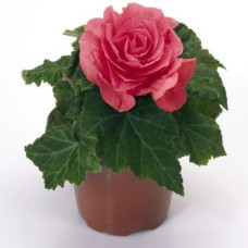 Бегония клубневая New Star®: Rose