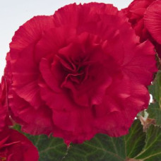 Бегонія бульбова Nonstop® Deep Rose, 1000 шт, Benary