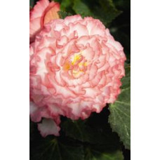 Бегонія бульбова Nonstop®: Rose Petticoat, 10 шт, Benary