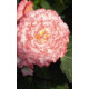 Бегонія бульбова Nonstop®: Rose Petticoat, 10 шт, Benary
