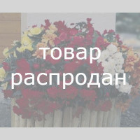 Бегония клубневая - Panorama®: Mix