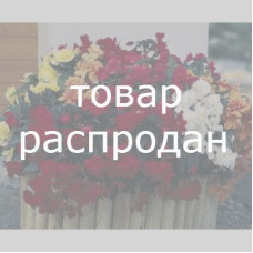 Бегония клубневая - Panorama®: Mix