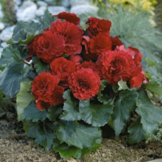 Бегонія бульбова Primary: Deep Red, 50 шт, Benary