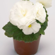 Бегония клубн Primary: White