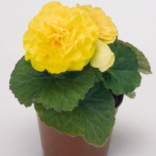 Бегония клубн Primary: Yellow