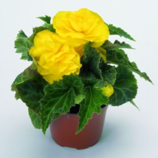 Бегония клубневая New Star®: Yellow