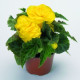 Бегония клубневая New Star®: Yellow