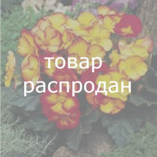 Бегония клубневая - Pin-Up: Flame