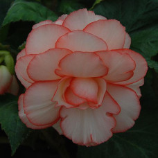 Бегония клубневая Amerihybrid Picotee Calypso