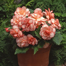 Бегония клубневая Amerihybrid Picotee Calypso