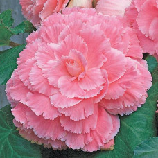 Бегонія бульбова Amerihybrid Picotee Lace Pink, 100 шт, PanAmerican