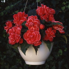 Бегонія бульбова Amerihybrid Picotee Lace Red, 25 шт, PanAmerican