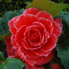 Бегонія бульбова Amerihybrid Picotee Lace Red, 100 шт, PanAmerican