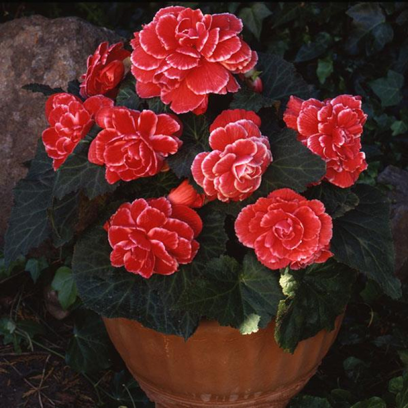 Бегонія бульбова Amerihybrid Picotee Lace Red, 5 шт, PanAmerican