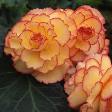 Бегония клубневая Amerihybrid Picotee Sunburst