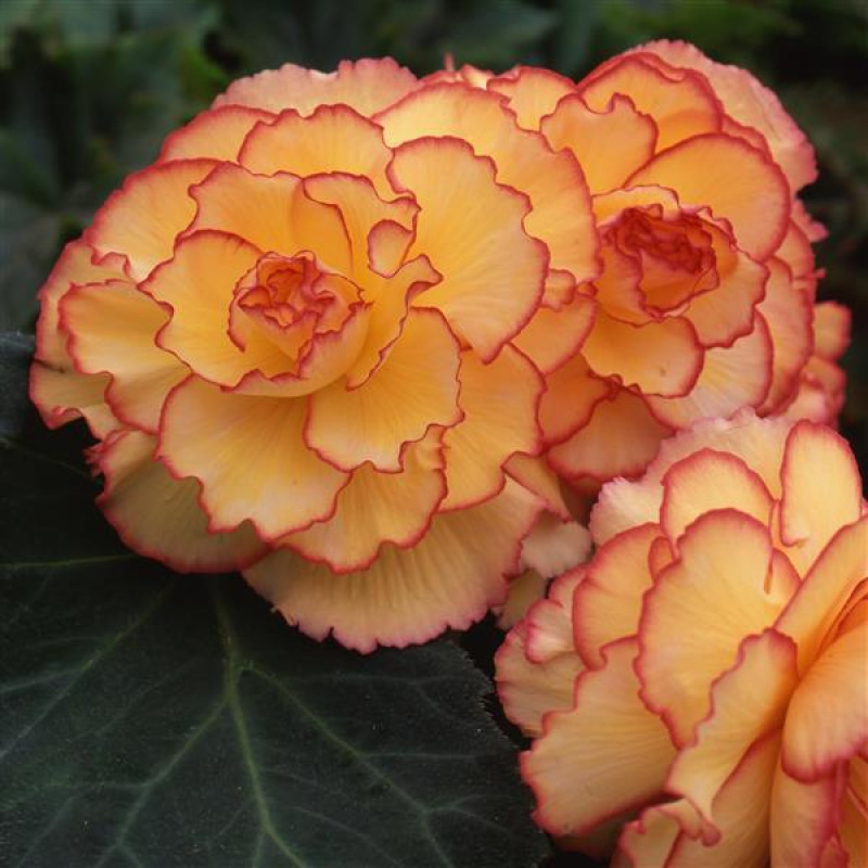 Бегония клубневая Amerihybrid Picotee Sunburst