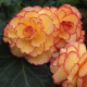 Бегония клубневая Amerihybrid Picotee Sunburst