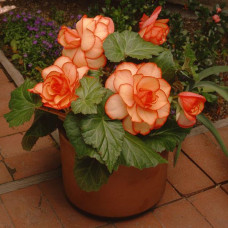 Бегония клубневая Amerihybrid Picotee Sunburst