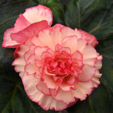 Бегония клубневая Amerihybrid Picotee White Pink
