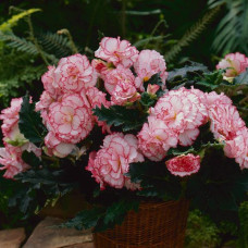 Бегония клубневая Amerihybrid Picotee White Pink
