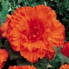Бегония клубневая Amerihybrid  Ruffled Orange mandarin