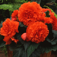 Бегония клубневая Amerihybrid  Ruffled Orange mandarin