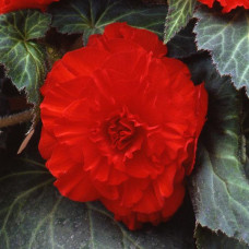Бегония клубневая Amerihybrid  Ruffled Scarlet Red