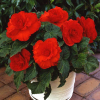 Бегония клубневая Amerihybrid  Ruffled Scarlet Red