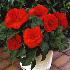 Бегония клубневая Amerihybrid  Ruffled Scarlet Red