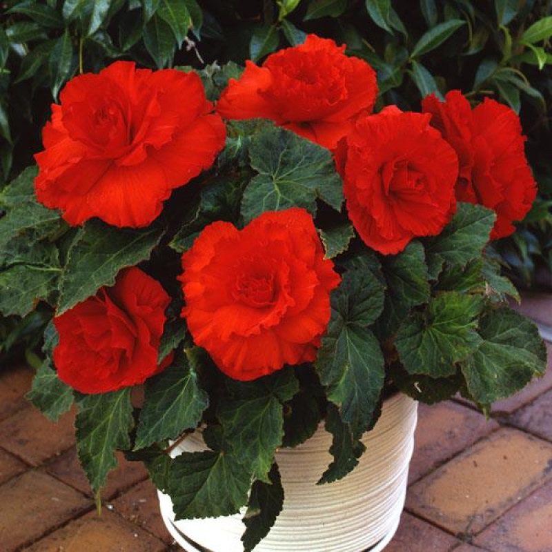 Бегония клубневая Amerihybrid  Ruffled Scarlet Red