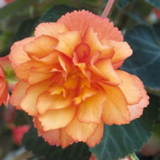 Бегонія бульбова Illumination®: Golden Picotee, 10 шт, Benary