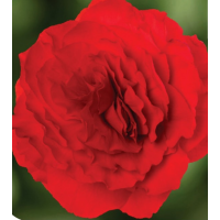 Бегония клубн Limitless F1 Compact Velvet Red