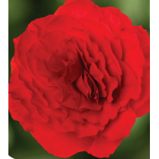 Бегония клубн Limitless F1 Compact Velvet Red
