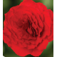 Бегония клубн Limitless F1 Compact Velvet Red