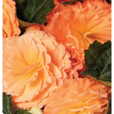 Бегония клубн Limitless F1 Compact Salmon Shades