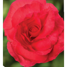 Бегония клубн Limitless F1 Dark Rose