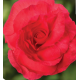 Бегония клубн Limitless F1 Dark Rose